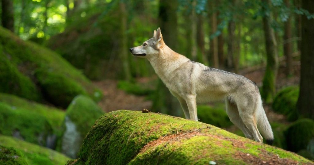 Какая порода собаки больше всего похожа на волка