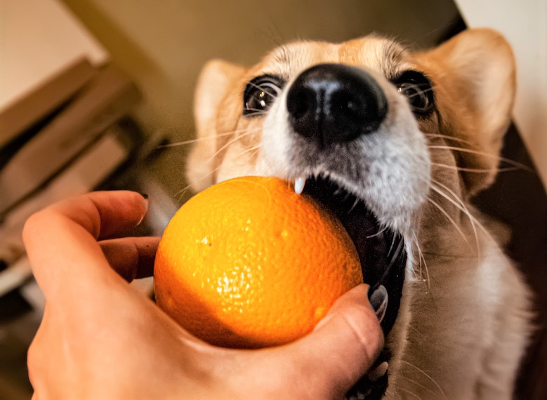Можно ли собакам давать мандарины?