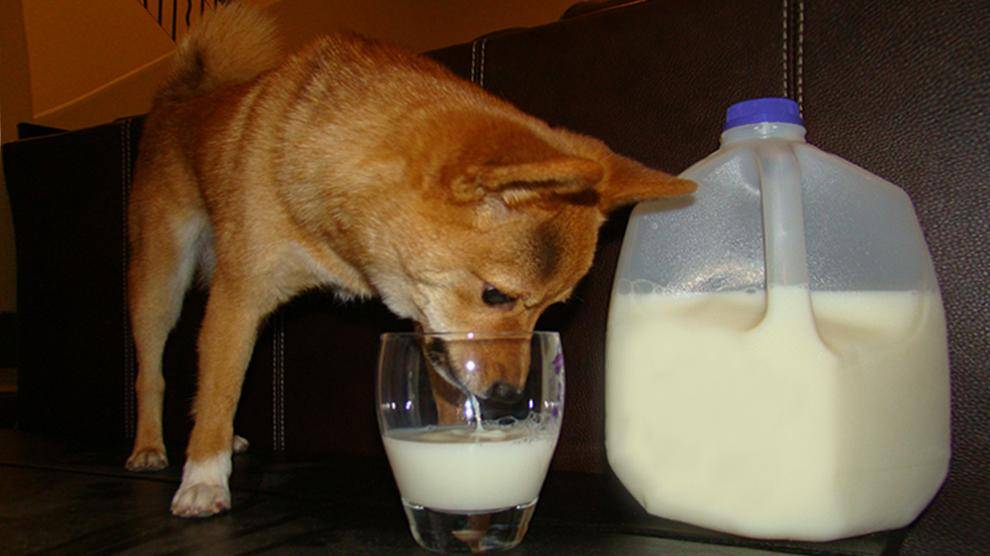 Молоко для собак: Разъяснение мифов и реальность
