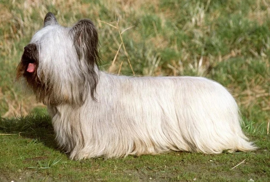 Селекционер скрестил самку собаки с длинной шерстью
