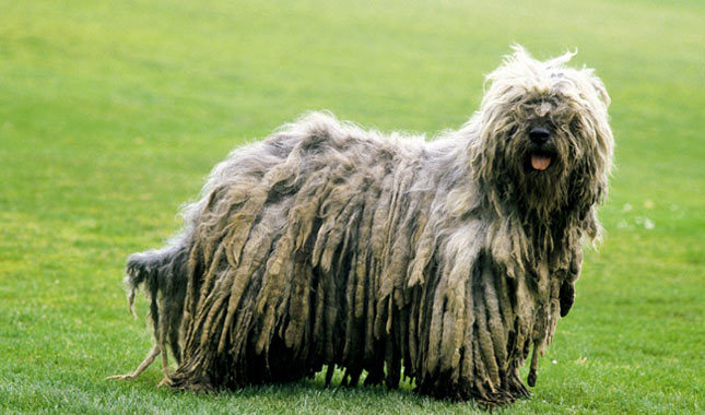 Порода собак - Бергамская овчарка