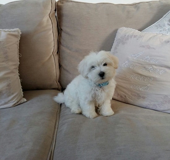 Котонская собака на диване