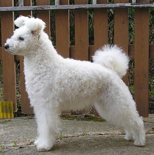 Порода собак пуми белого цвета