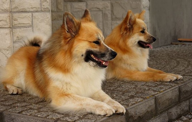 Исландские собаки