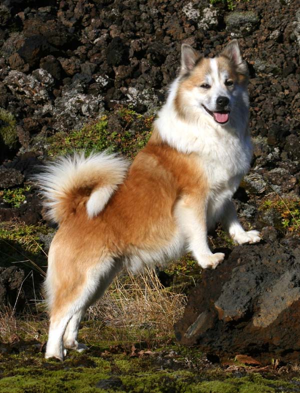 Порода - Исландская собака