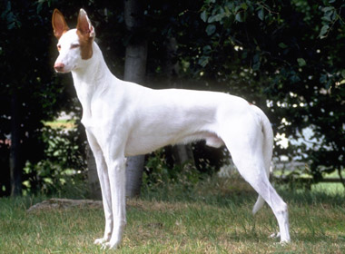 Белая собака Поденко ибиценко