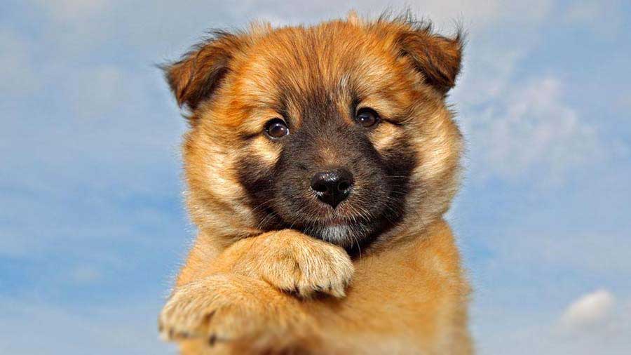 Исландская собака - щенок