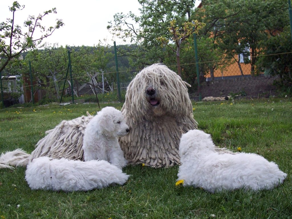 Венгерская овчарка со своими щенками