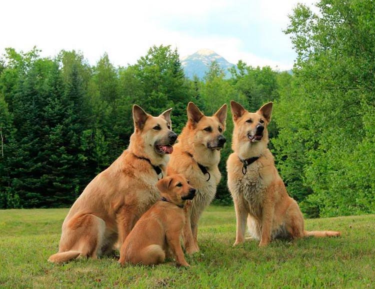 Чинук, семейство собак
