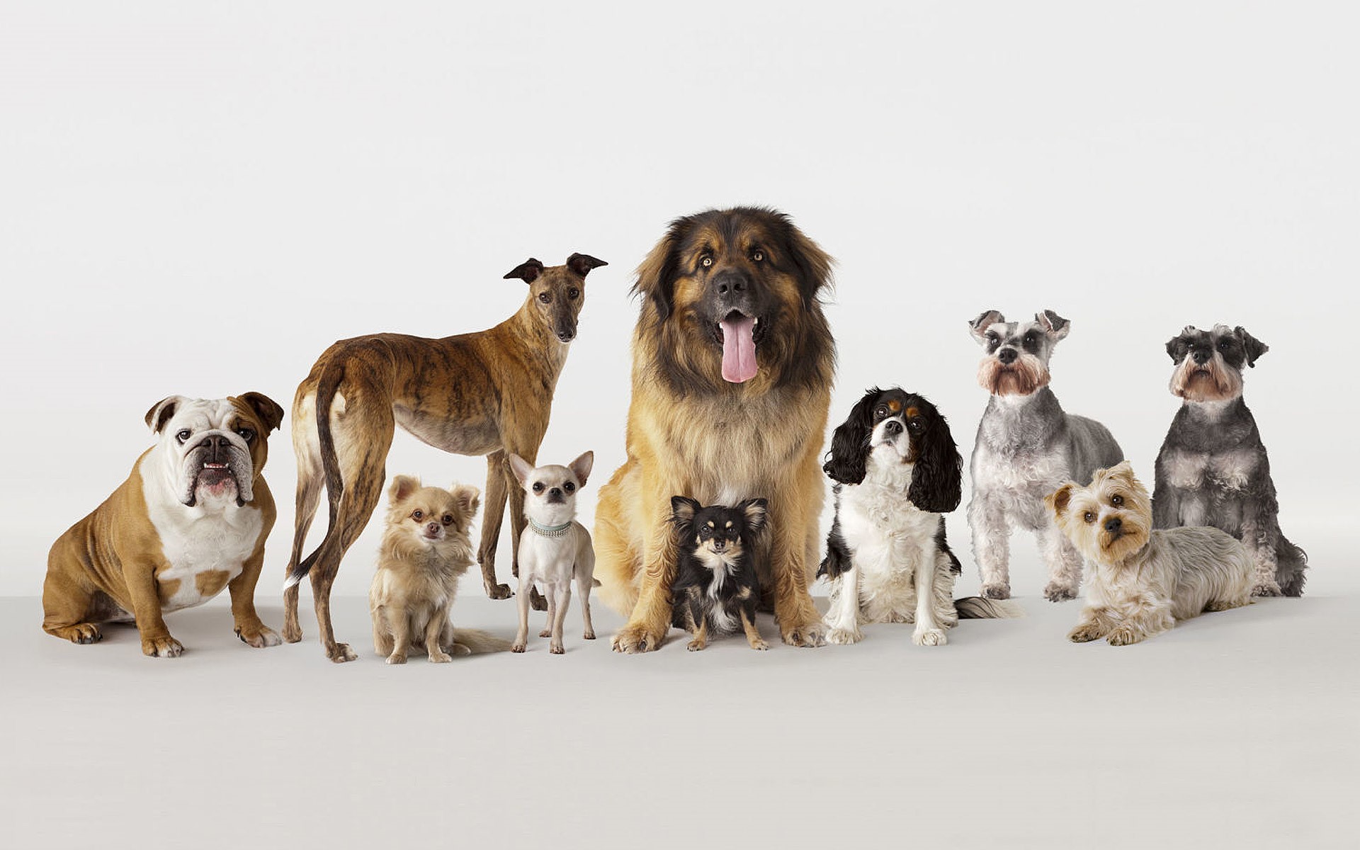 фото щенков разных пород собак с названиями
