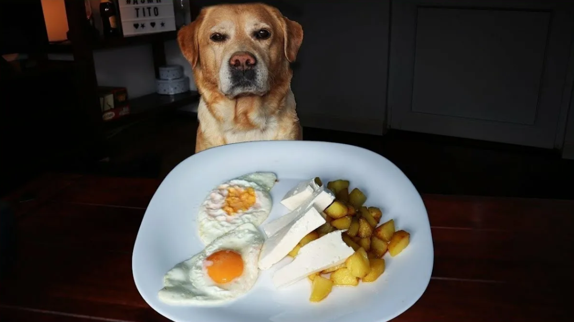 Куриное яйцо собаке. Собаки в яичнице. Яичница собачка. Собака и глазунья.