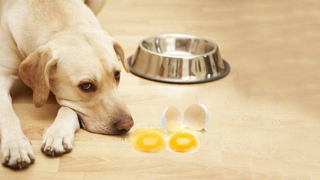 Разбитое сырое яйцо возле собаки