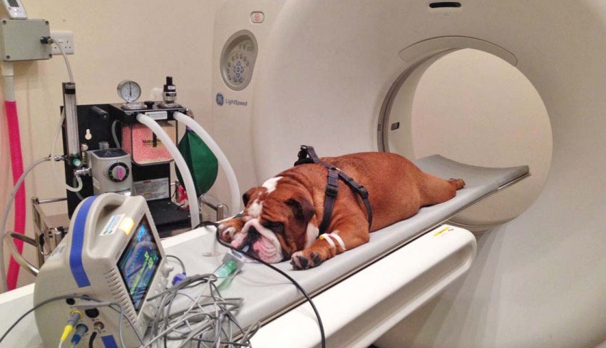 Лечение рака у собак