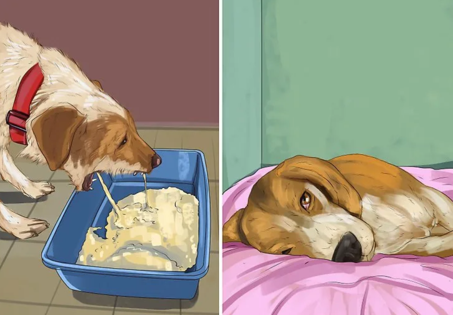Проблемы с пищеварением у собаки