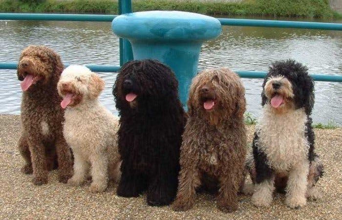 Пять разных оттенков Испанской водяной собаки