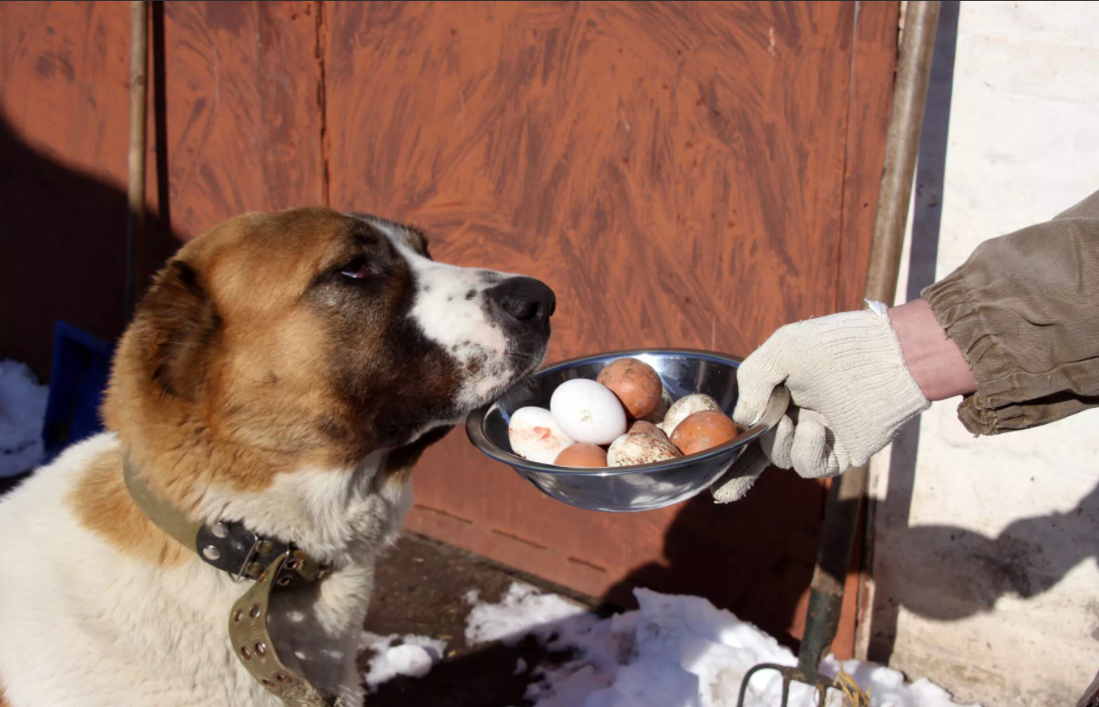 Собака и сырые яйца.