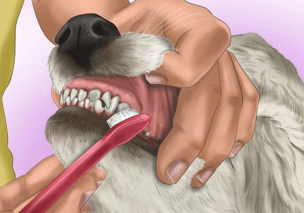 Проблемы с зубами у собак