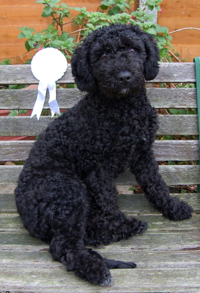 Испанская водяная собака - щенок черного цвета