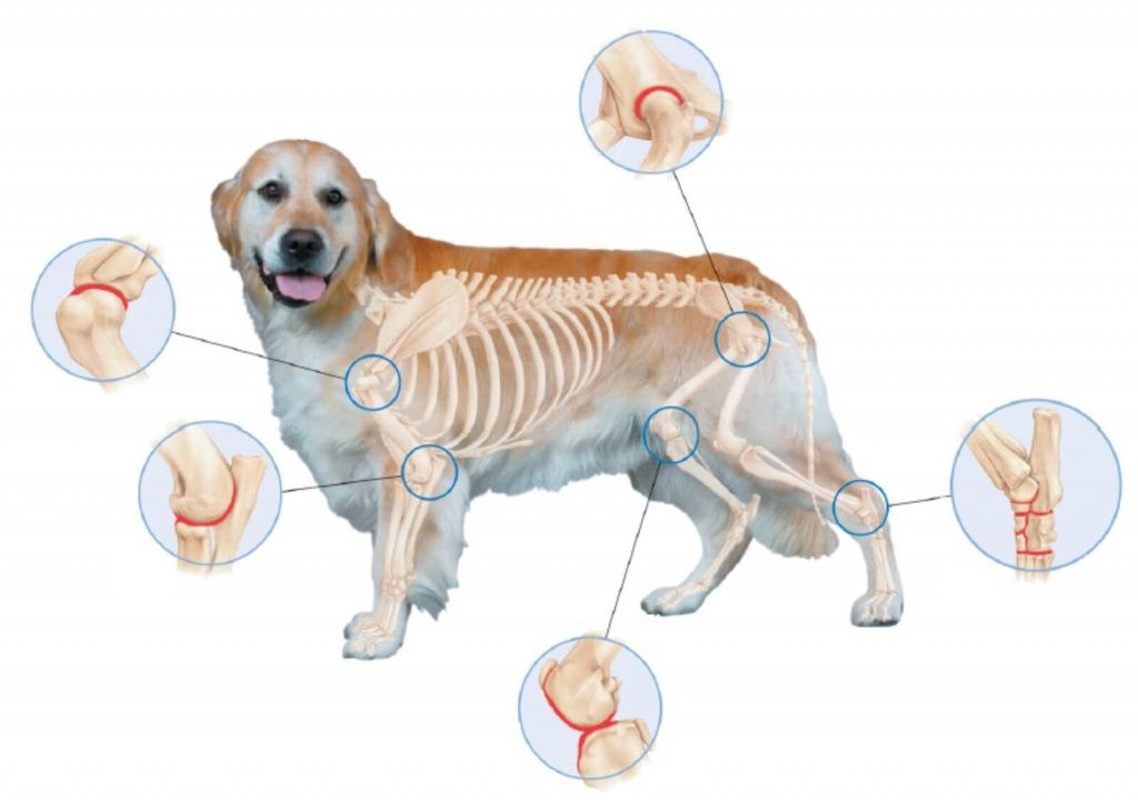 Артрит у собак: симптомы и лечение артрита