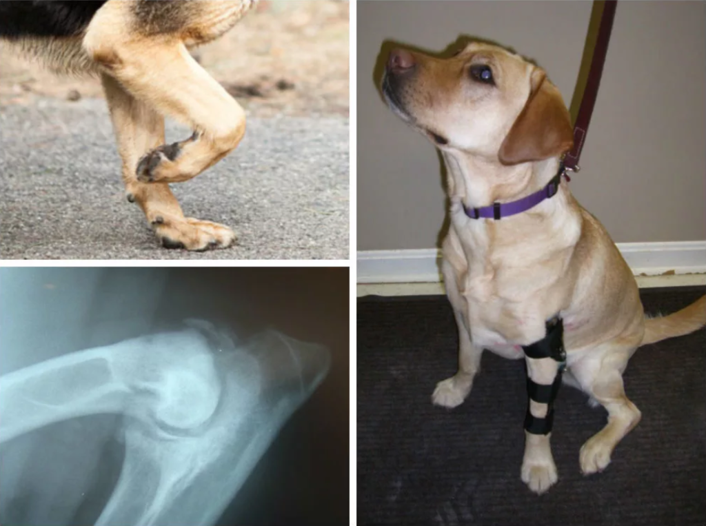 Болезнь суставов у собак