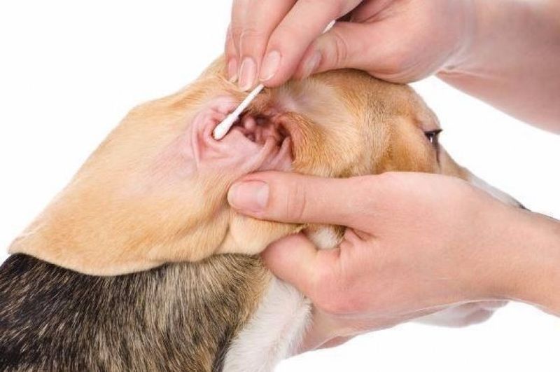 Инфекции ушей у собак