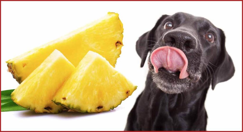 Собака ест ананас