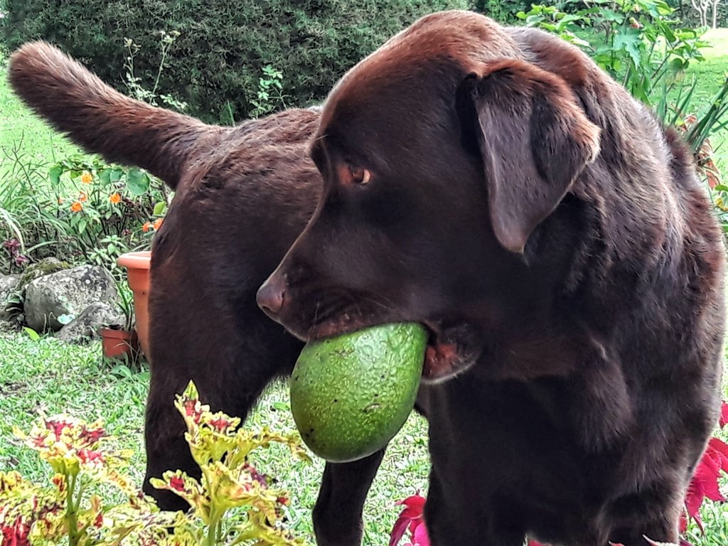 Собака ест целый авокадо
