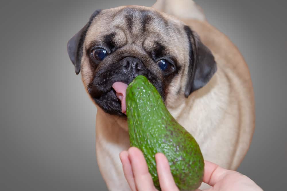Собаке дают целый плод авокадо