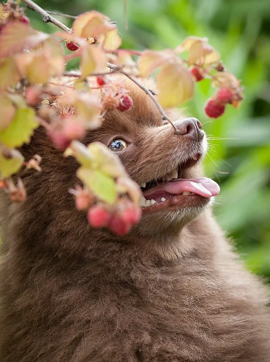 Собака сидит в кустах малины