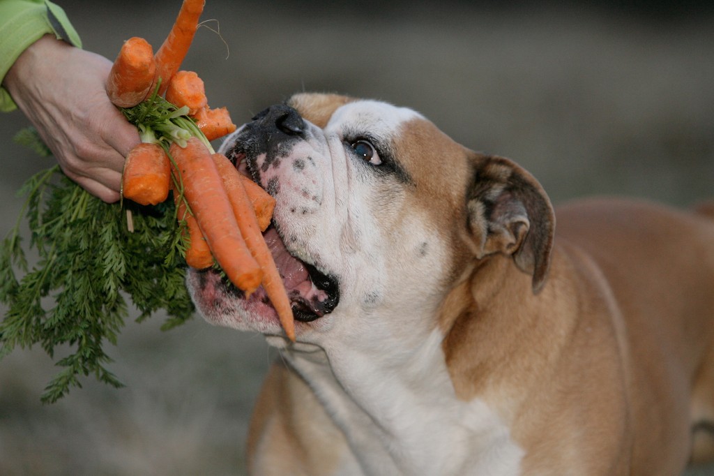 Собака ест морковь с руки хозяина