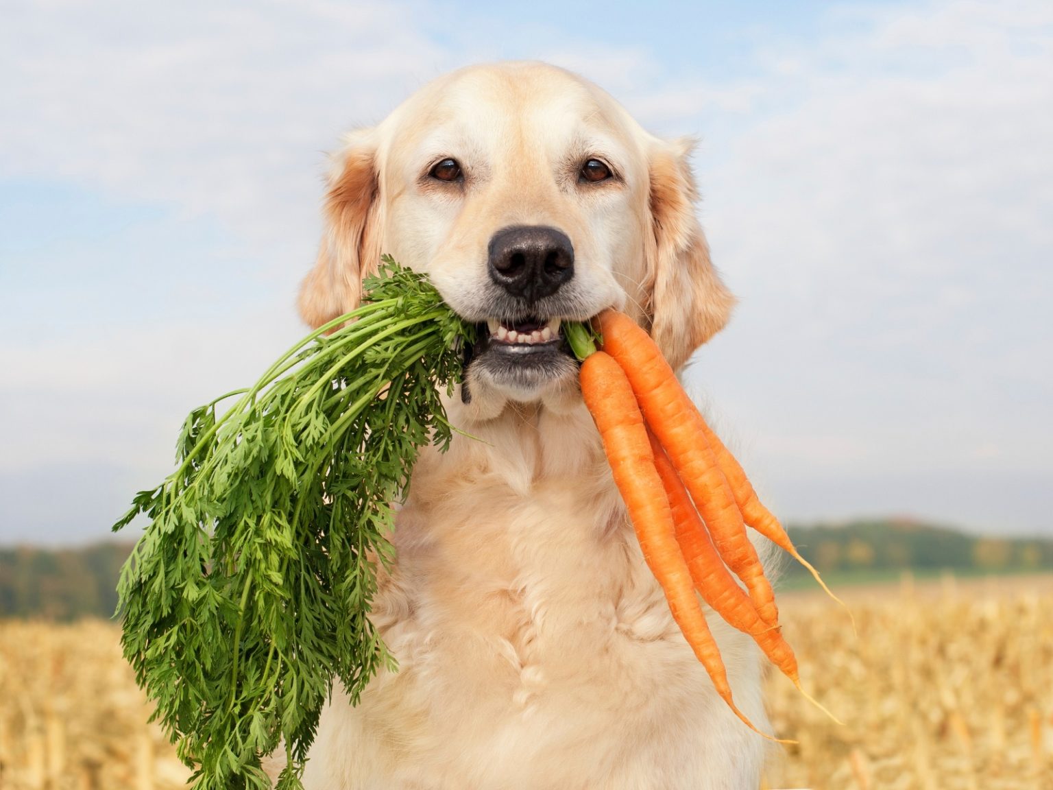 Редиска собаке. Еда для животных. Собаки. Диетотерапия животных. Еда для собак.