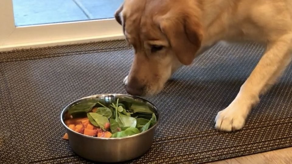 Собака ест овощи и шпинат