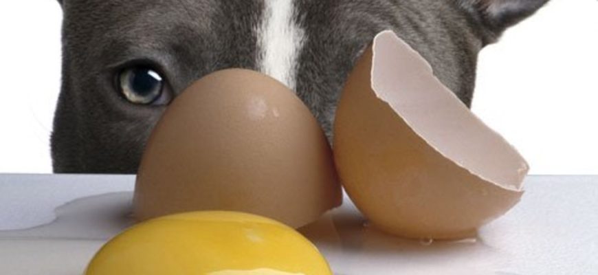 Можно ли давать собакам яйца