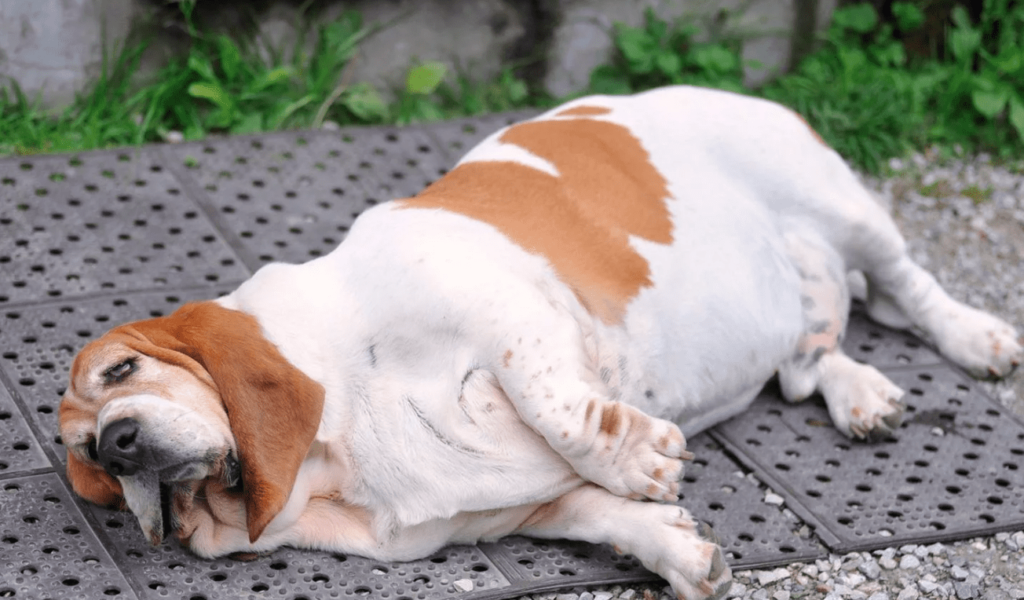 Ожирение у собаки