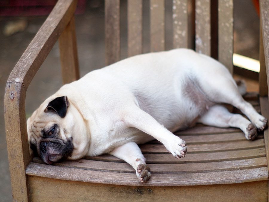 Толстая собака лежит на скамье