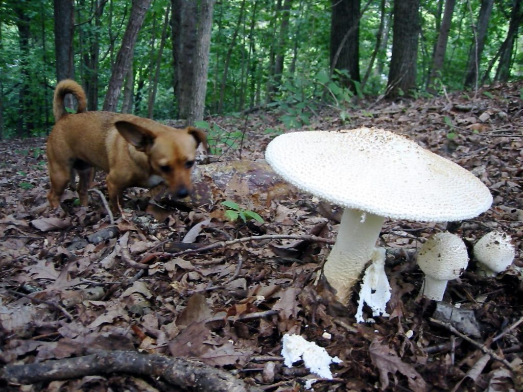 Собака гуляет возле грибов