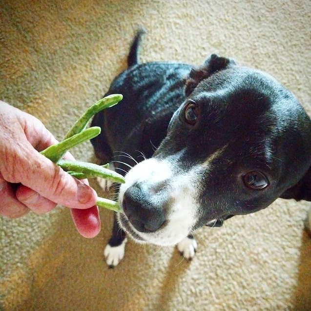 Собака ест фасоль с рук хозяйки