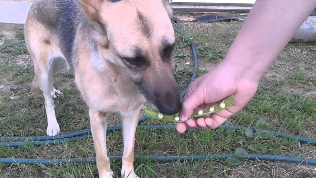 Собака ест горох с руки хозяина