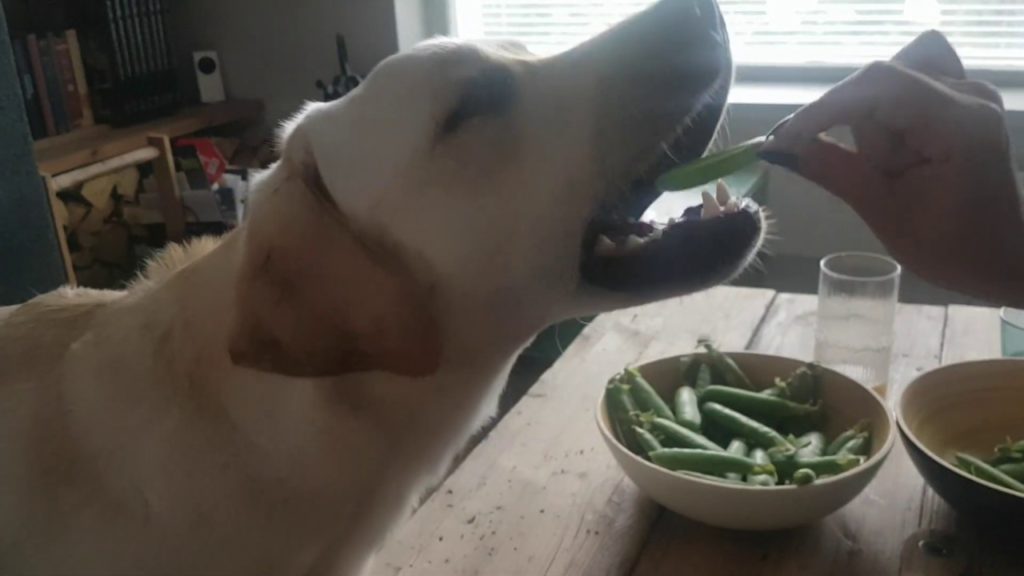 Собака ест стручок зеленого гороха