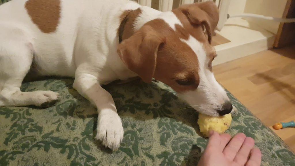 Собачка ест вареный картофель