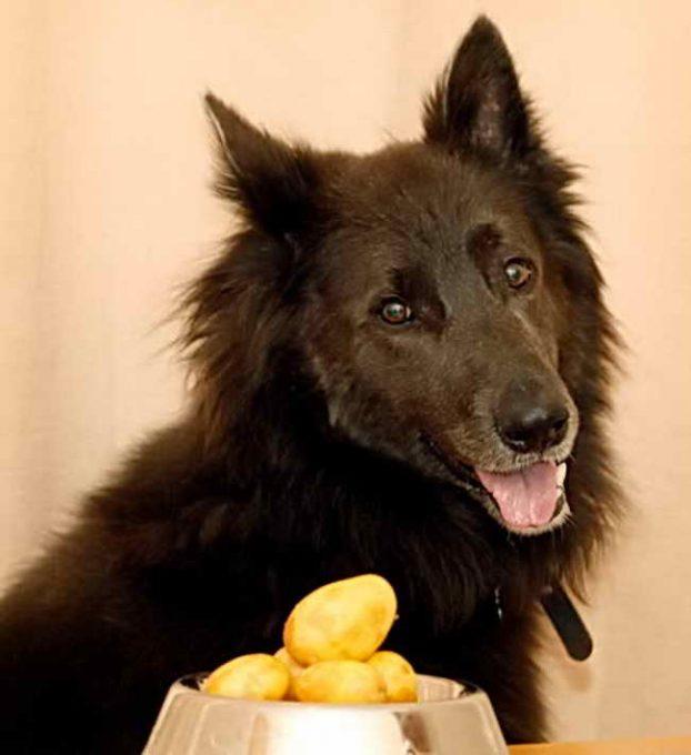 Полная миска вареной картошки для собаки