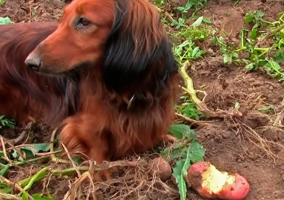 Собака грызет сырую картошку
