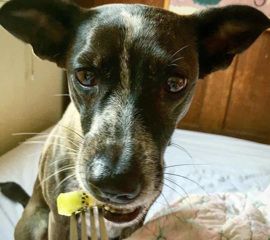 Собака ест кусочек киви с вилки хозяина