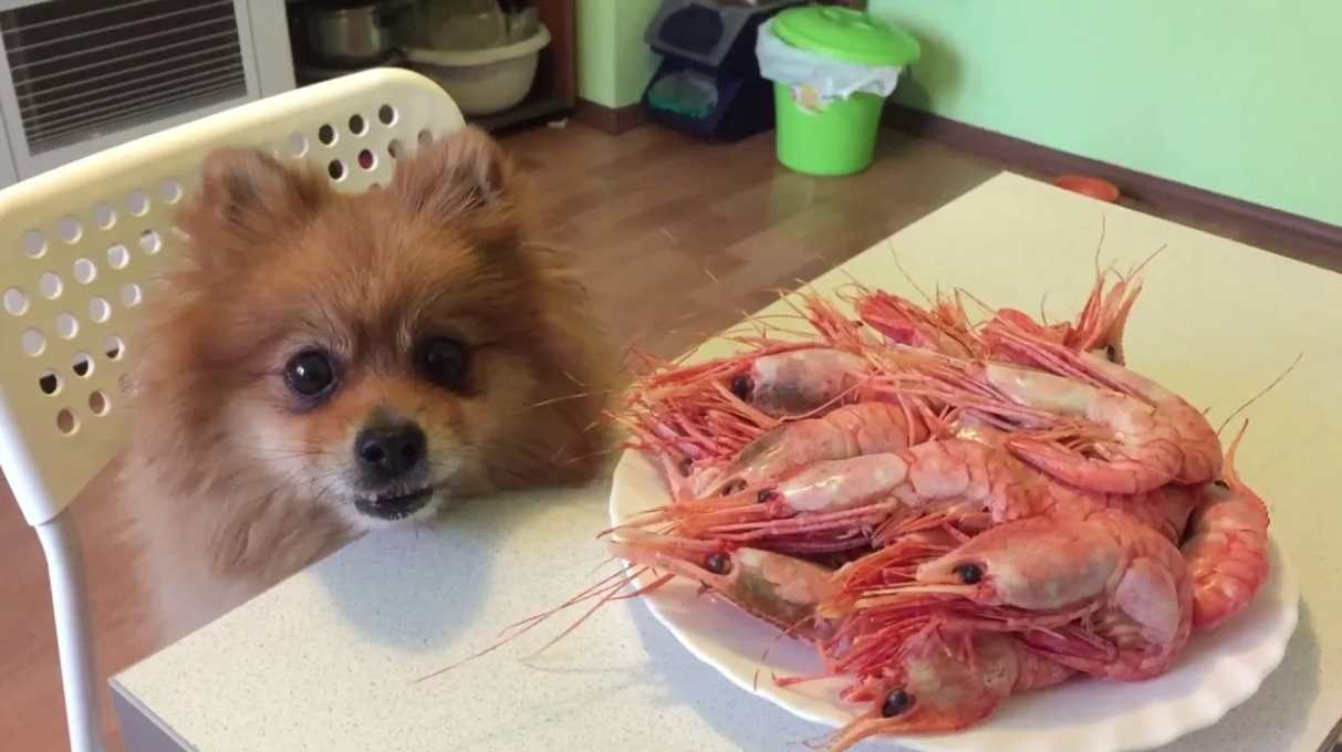 Смешная креветка. Морепродукты смешные. Приколы с морепродуктами. Собака креветка.