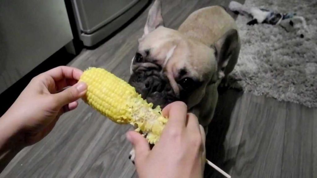 Собака ест кукурузу с рук хозяина