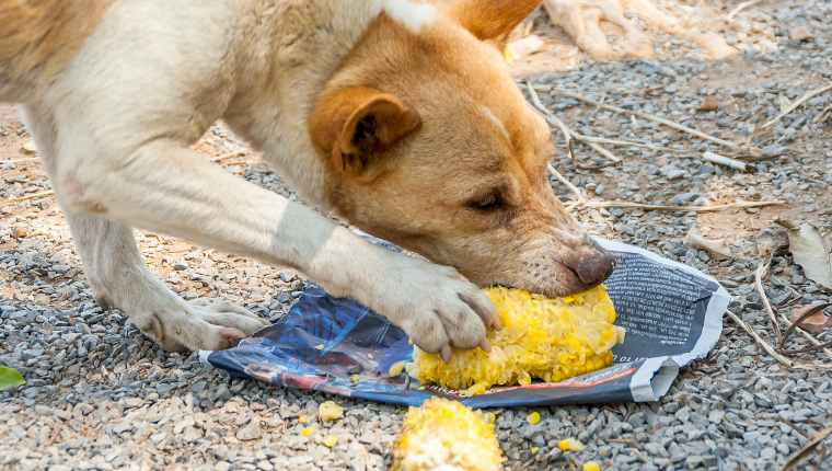 Собака ест вареную кукурузу