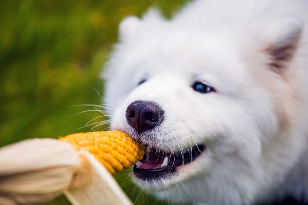 Собака ест сырую кукурузу