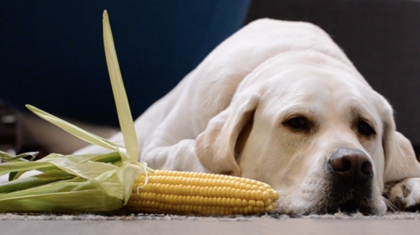 Собака лежит возле кукурузы