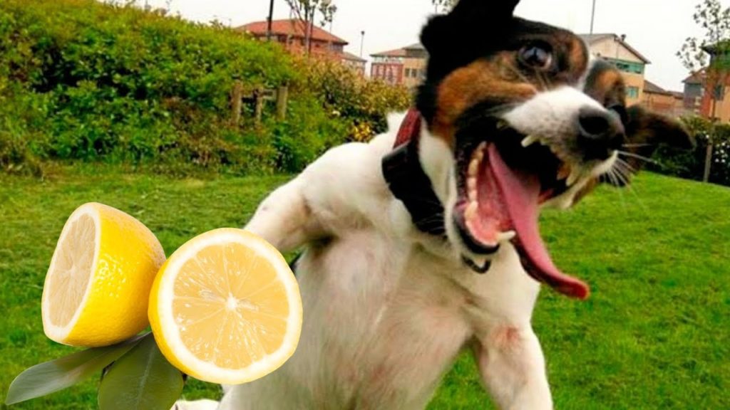 Собака скалится на лимон