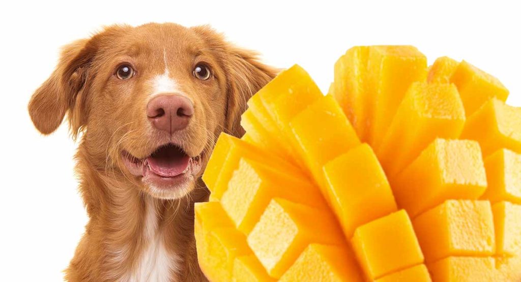 Собака смотрит на нарезанный манго